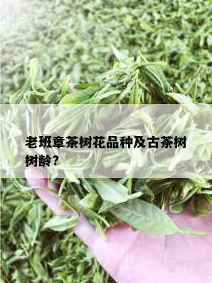 老班章茶树花品种及古茶树树龄?