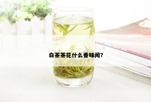 白茶茶花什么香味闻？