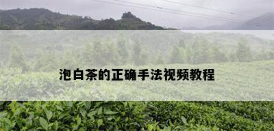 泡白茶的正确手法视频教程