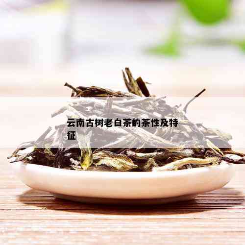 云南古树老白茶的茶性及特征