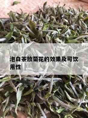 泡白茶放菊花的效果及可饮用性