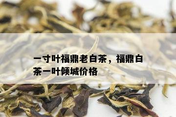 一寸叶福鼎老白茶，福鼎白茶一叶倾城价格