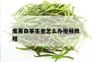 度高白茶生虫怎么办视频教程