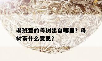 老班章的母树出自哪里？母树茶什么意思？