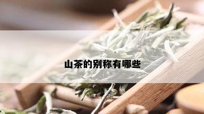 山茶的别称有哪些