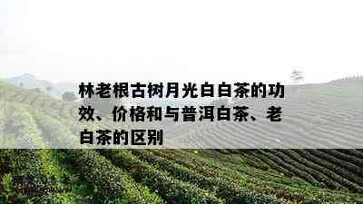 林老根古树月光白白茶的功效、价格和与普洱白茶、老白茶的区别