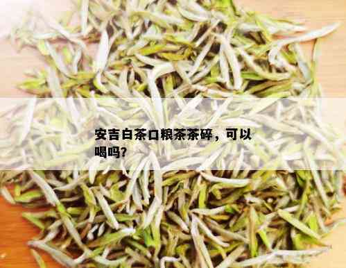 安吉白茶口粮茶茶碎，可以喝吗？