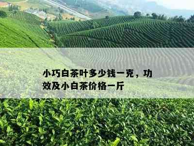 小巧白茶叶多少钱一克，功效及小白茶价格一斤