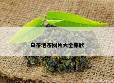 白茶泡茶图片大全集欣