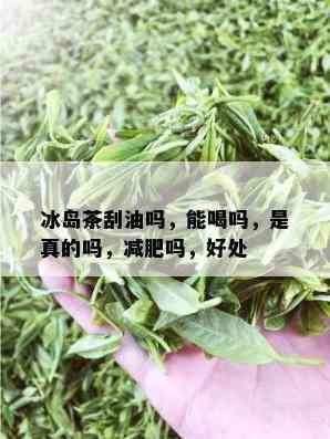 冰岛茶刮油吗，能喝吗，是真的吗，减肥吗，好处