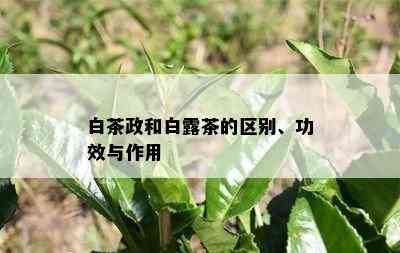 白茶政和白露茶的区别、功效与作用