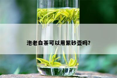 泡老白茶可以用紫砂壶吗？