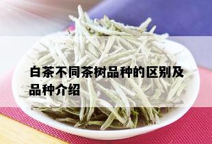 白茶不同茶树品种的区别及品种介绍