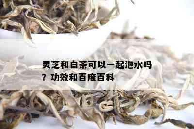 灵芝和白茶可以一起泡水吗？功效和百度百科