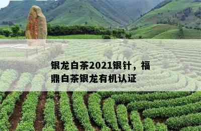 银龙白茶2021银针，福鼎白茶银龙有机认证