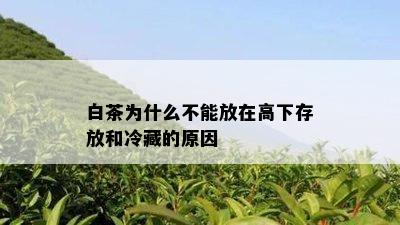 白茶为什么不能放在高下存放和冷藏的原因