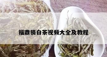 福鼎摘白茶视频大全及教程