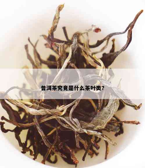 普洱茶究竟是什么茶叶类?