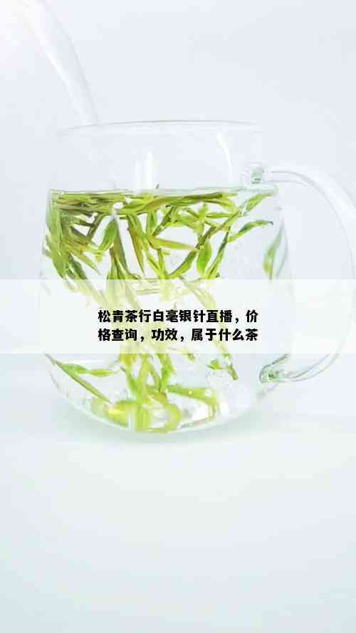 松青茶行白毫银针直播，价格查询，功效，属于什么茶