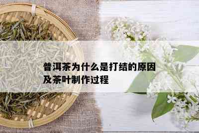 普洱茶为什么是打结的原因及茶叶制作过程