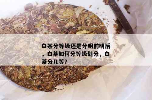 白茶分等级还是分明前明后，白茶如何分等级划分，白茶分几等？