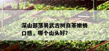 深山部落易武古树白茶嫩梢口感，哪个山头好？