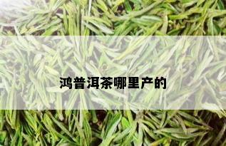 鸿普洱茶哪里产的