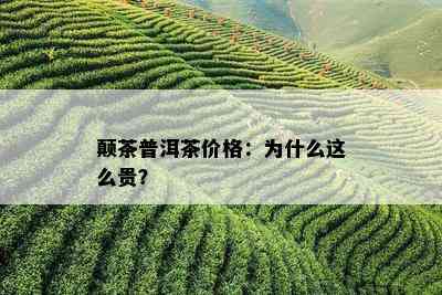 颠茶普洱茶价格：为什么这么贵？