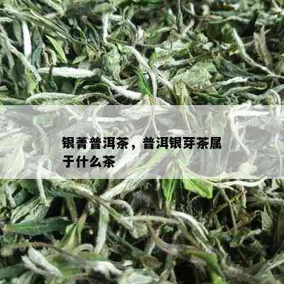 银菁普洱茶，普洱银芽茶属于什么茶