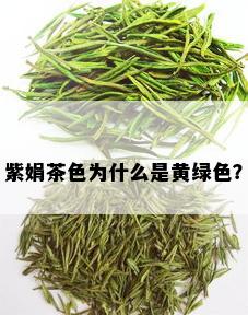 紫娟茶色为什么是黄绿色？