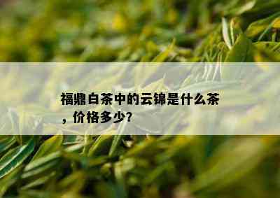 福鼎白茶中的云锦是什么茶，价格多少？