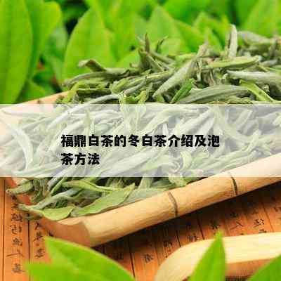 福鼎白茶的冬白茶介绍及泡茶方法