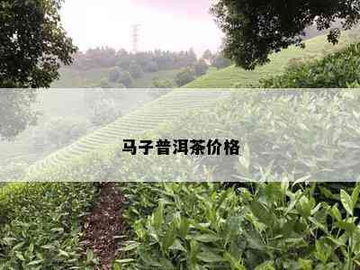 马子普洱茶价格