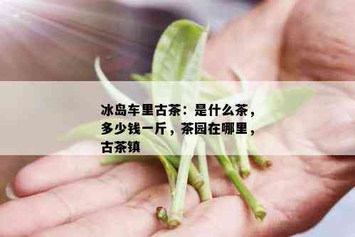 冰岛车里古茶：是什么茶，多少钱一斤，茶园在哪里，古茶镇