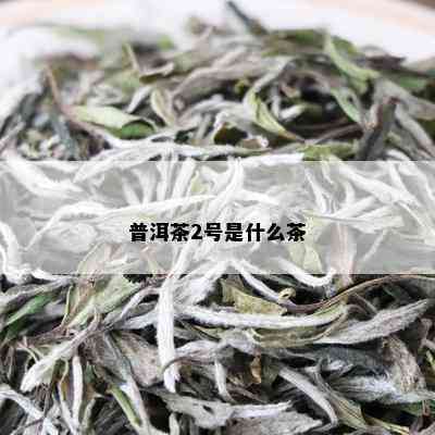 普洱茶2号是什么茶