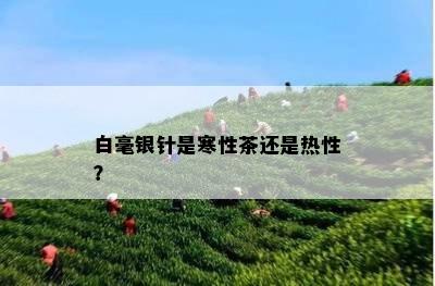 白毫银针是寒性茶还是热性？