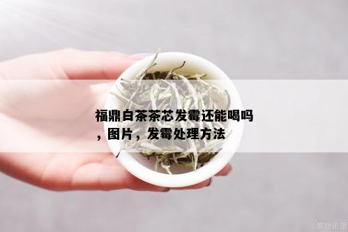 福鼎白茶茶芯发霉还能喝吗，图片，发霉处理方法