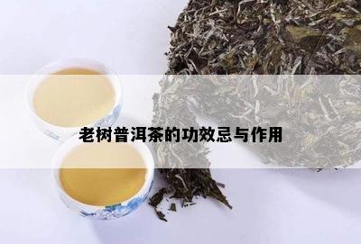 老树普洱茶的功效忌与作用