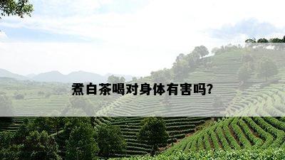 煮白茶喝对身体有害吗？