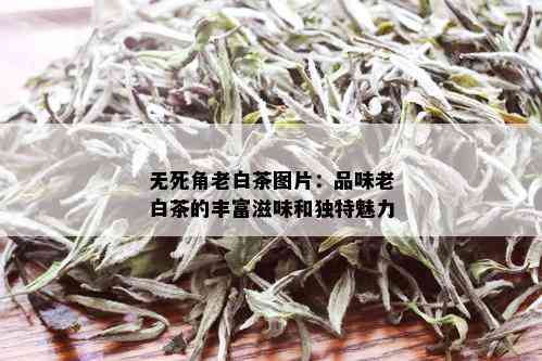 无死角老白茶图片：品味老白茶的丰富滋味和独特魅力