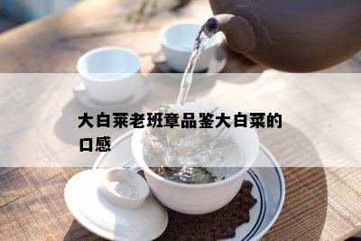 大白莱老班章品鉴大白菜的口感