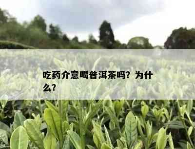 吃介意喝普洱茶吗？为什么？