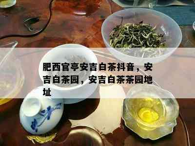 肥西官亭安吉白茶抖音，安吉白茶园，安吉白茶茶园地址