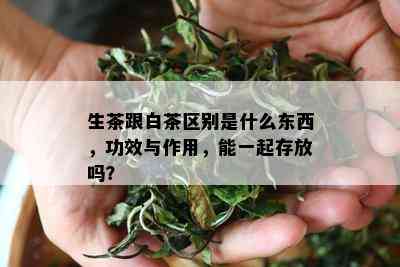 生茶跟白茶区别是什么东西，功效与作用，能一起存放吗？