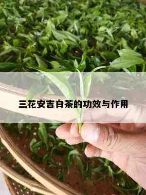 三花安吉白茶的功效与作用