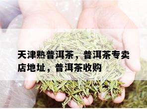 天津熟普洱茶，普洱茶专卖店地址，普洱茶收购