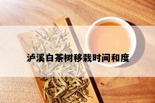 泸溪白茶树移栽时间和度