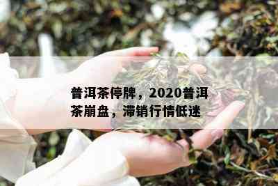 普洱茶停牌，2020普洱茶崩盘，滞销行情低迷