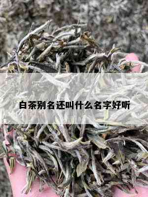 白茶别名还叫什么名字好听