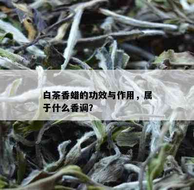 白茶香蜡的功效与作用，属于什么香调？